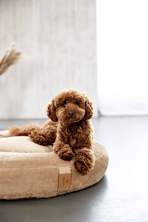 Palopa Donut Okrągłe Legowisko dla Psa Fippa Humus S